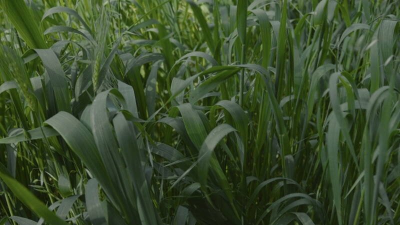Para atrapar el viento