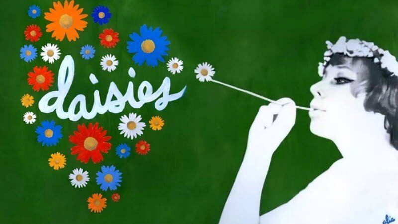 Daisies
