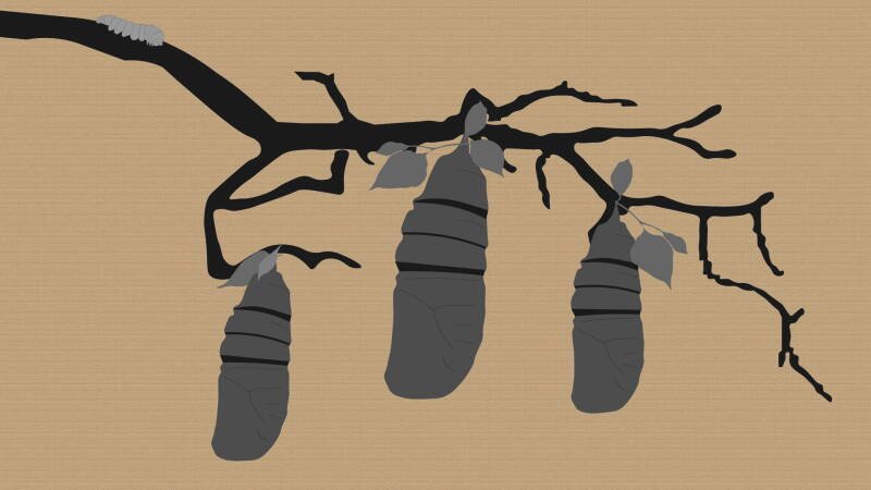 Reel #1: Surfing with Butterflies