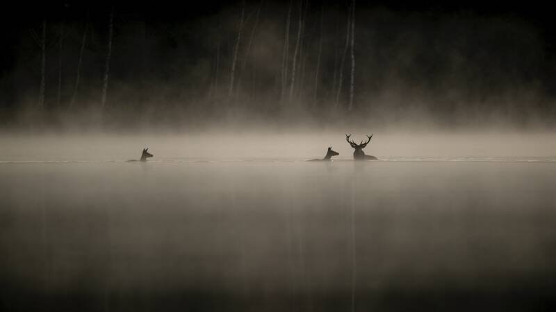 Whispers in the Woods