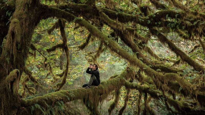 Whispers in the Woods